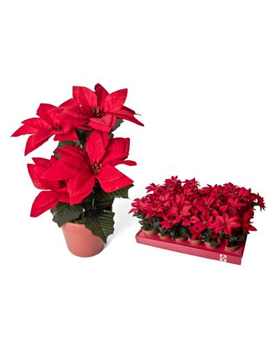 A FLOR DE PASCUA 24CM