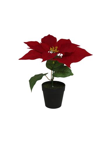 A MACETA POINSETTIA BURDEOS 22*25